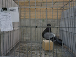 XIV Concurso Exposición de Palomas de Raza en Mula 2024